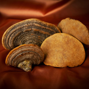 NJ황금상황버섯